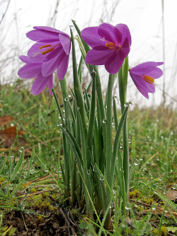 grass widows (Olsynium douglasii) [Coyote Wall, Klickitat County, Washington]
