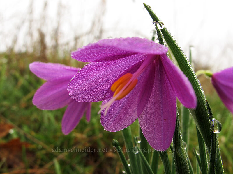 grass widows (Olsynium douglasii) [Coyote Wall, Klickitat County, Washington]
