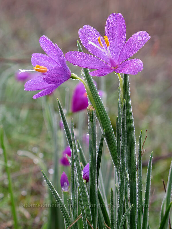 grass widows (Olsynium douglasii) [Coyote Wall, Klickitat County, Washington]