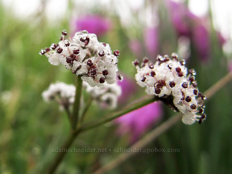 salt-and-pepper desert parsley (Lomatium sp.) [Coyote Wall, Klickitat County, Washington]