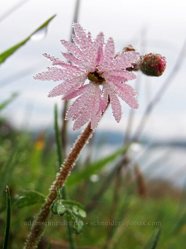 prairie stars (Lithophragma glabrum) [Coyote Wall, Klickitat County, Washington]