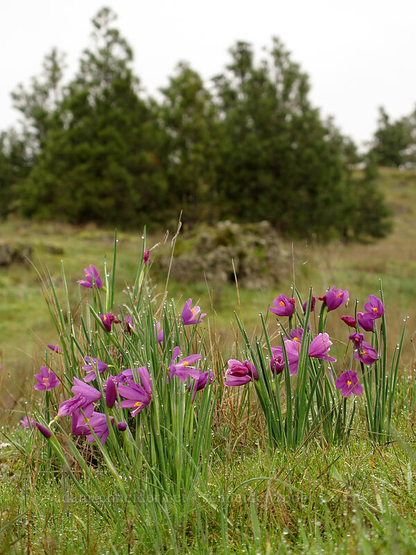 grass widows (Olsynium douglasii) [Coyote Wall, Klickitat County, Washington]