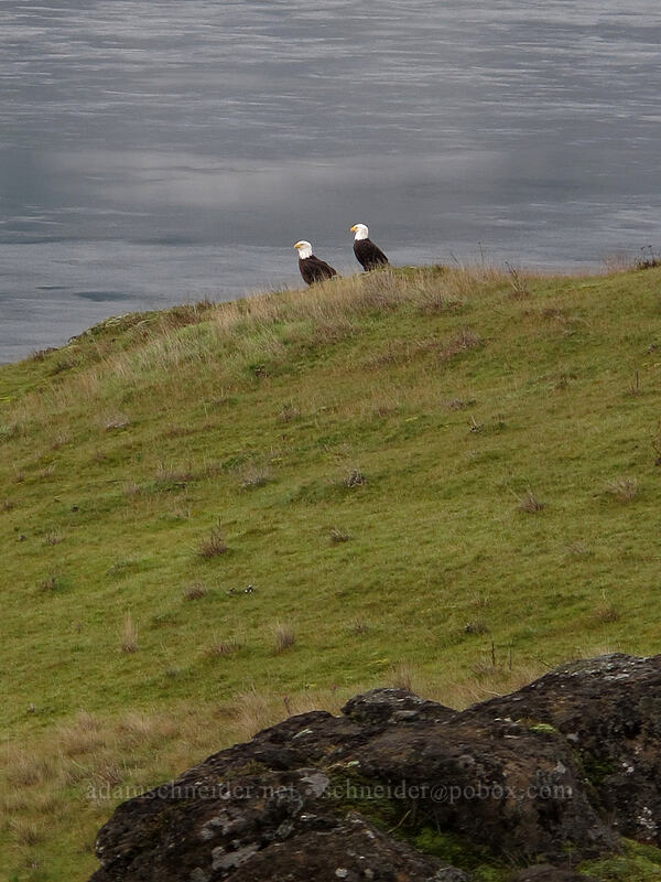 two bald eagles (Haliaeetus leucocephalus) [Coyote Wall, Klickitat County, Washington]