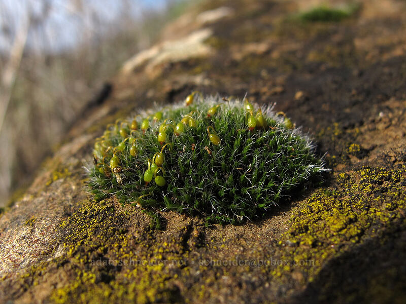 moss [Coyote Wall, Klickitat County, Washington]