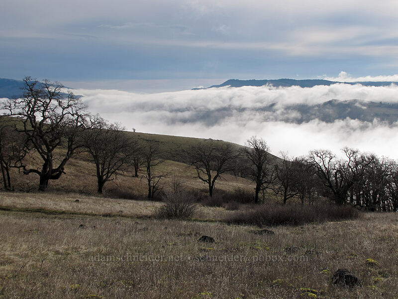 fog & oak trees [Coyote Wall, Klickitat County, Washington]
