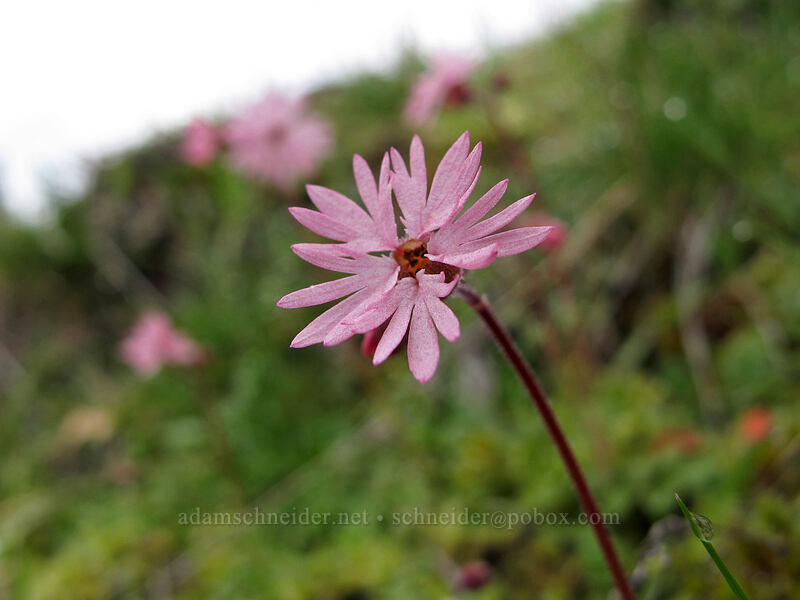 prairie stars (Lithophragma glabrum) [The Labyrinth, Klickitat County, Washington]
