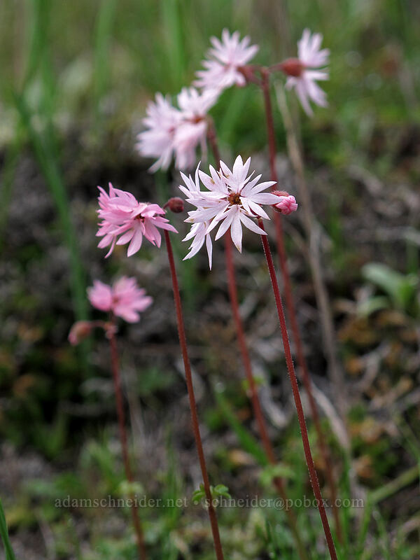 prairie stars (Lithophragma glabrum) [The Labyrinth, Klickitat County, Washington]