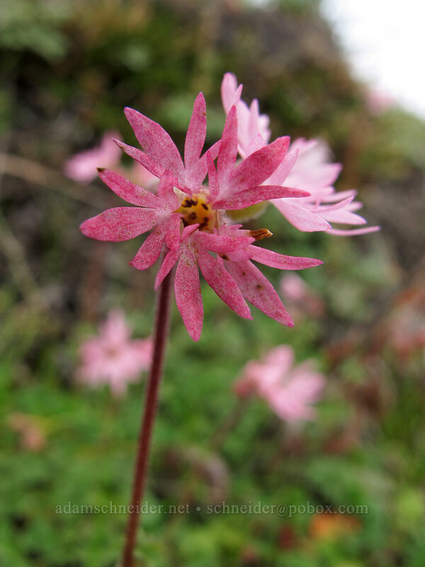 unusually red prairie star (Lithophragma glabrum) [The Labyrinth, Klickitat County, Washington]