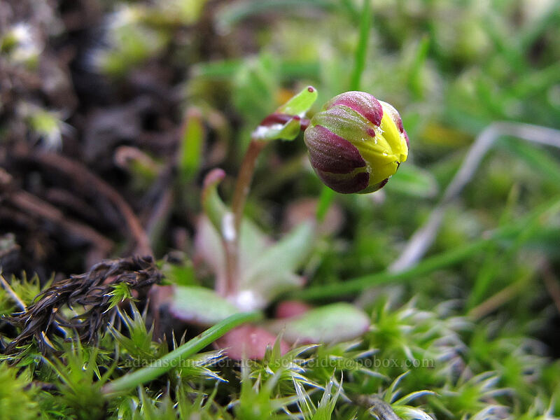 gold star, budding (Crocidium multicaule) [The Labyrinth, Klickitat County, Washington]