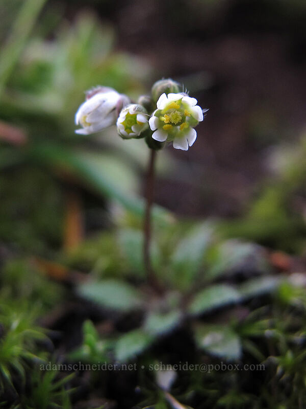 spring whitlow-grass (Draba verna) [The Labyrinth, Klickitat County, Washington]
