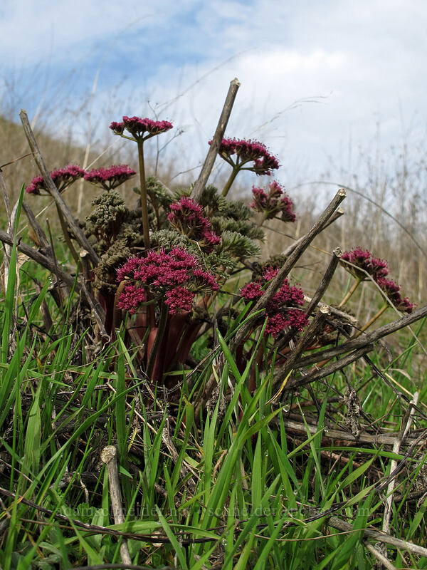 Columbia desert parsley (Lomatium columbianum) [Coyote Wall, Klickitat County, Washington]