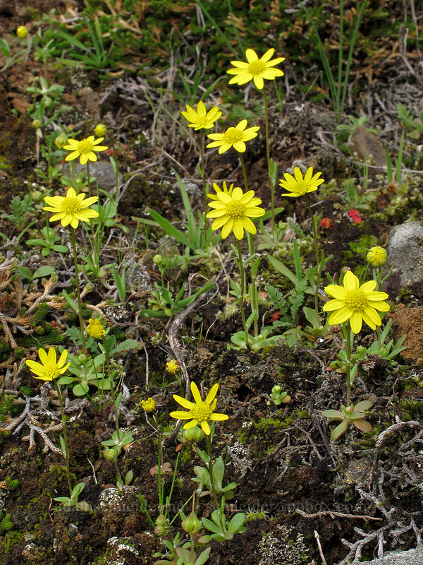 gold stars (Crocidium multicaule) [Coyote Wall, Klickitat County, Washington]