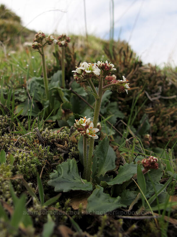 saxifrage (Micranthes sp. (Saxifraga sp.)) [Coyote Wall, Klickitat County, Washington]