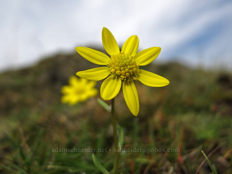 gold stars (Crocidium multicaule) [Coyote Wall, Klickitat County, Washington]