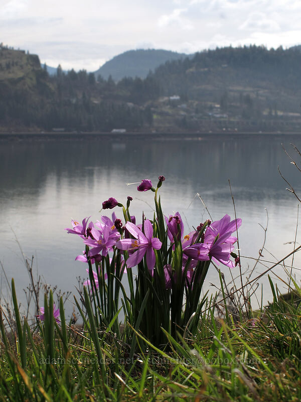 grass widows (Olsynium douglasii) [Coyote Wall, Klickitat County, Washington]