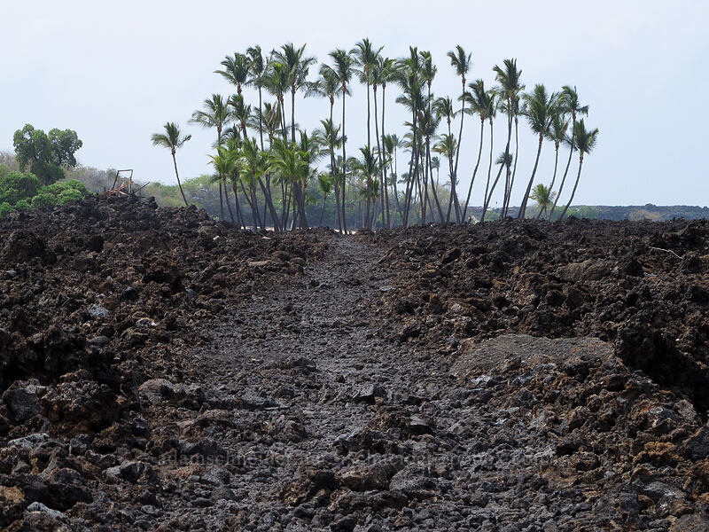 lava & palm trees [Ala Kahakai Trail, Kekaha Kai State Park, Big Island, Hawaii]