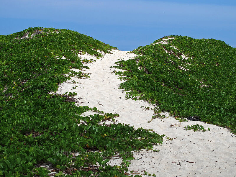 sand dunes [Makalawena Beach, Kekaha Kai State Park, Big Island, Hawaii]