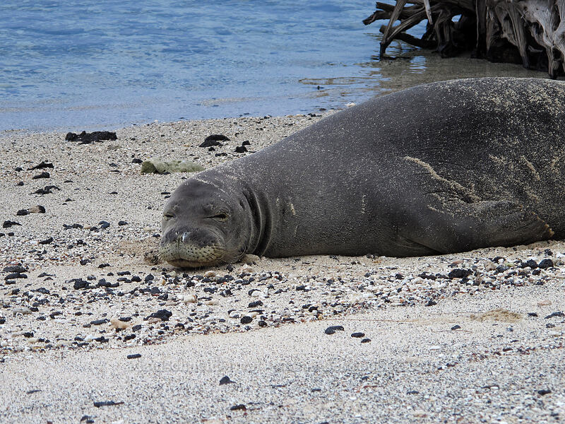 Hawaiian monk seal (Neomonachus schauinslandi (Monachus schauinslandi)) [Makalawena Beach, Kekaha Kai State Park, Big Island, Hawaii]