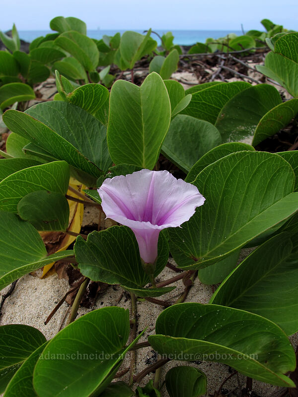 beach morning glory (pohuehue) (Ipomoea pes-caprae) [Makalawena Beach, Kekaha Kai State Park, Big Island, Hawaii]