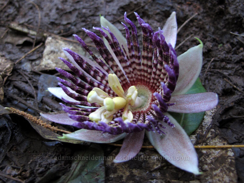 passion flower (yellow water lemon) (Passiflora laurifolia) [Pololu Trail, Kohala Forest Reserve, Big Island, Hawaii]
