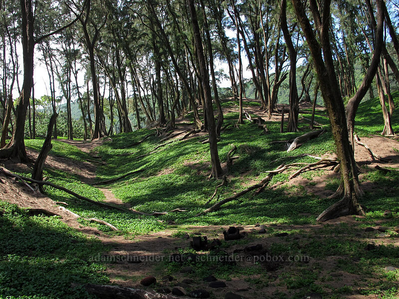 tree-covered dunes [Pololu Trail, Kohala Forest Reserve, Big Island, Hawaii]