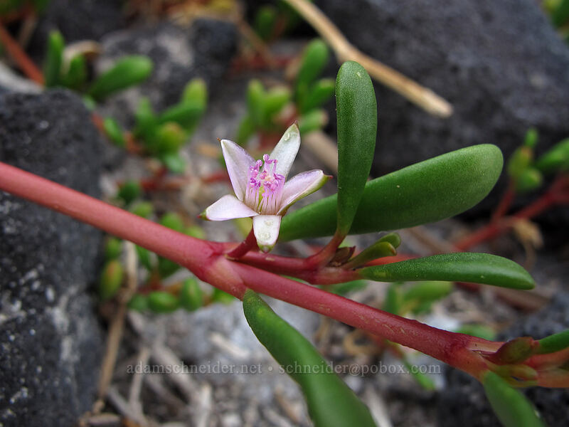 shoreline purslane ('akulikuli) (Sesuvium portulacastrum) [Pu'uhonua o Honaunau National Historical Park, Honaunau, Big Island, Hawaii]