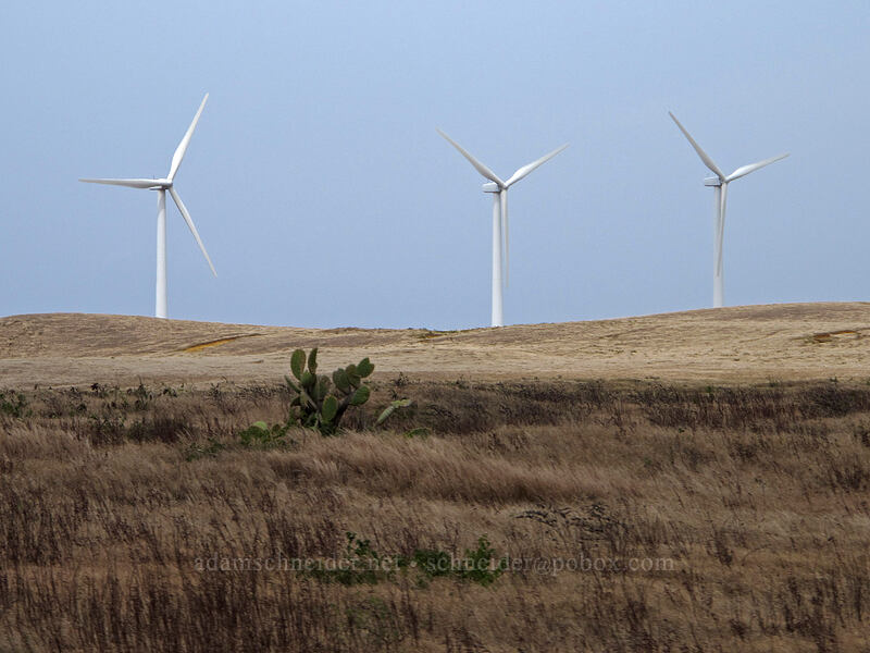 windmills & cactus [South Point Road, Ka'u District, Big Island, Hawaii]