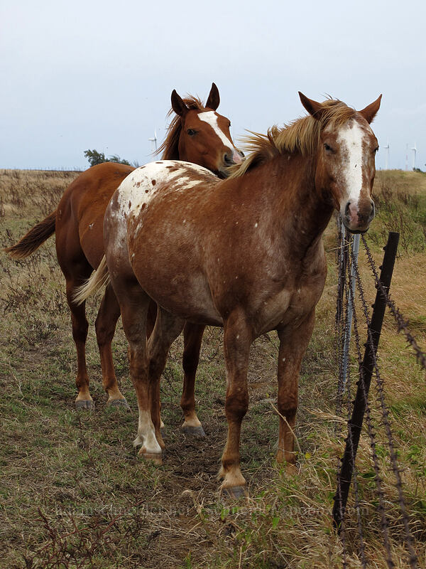 horses [South Point Road, Ka'u District, Big Island, Hawaii]
