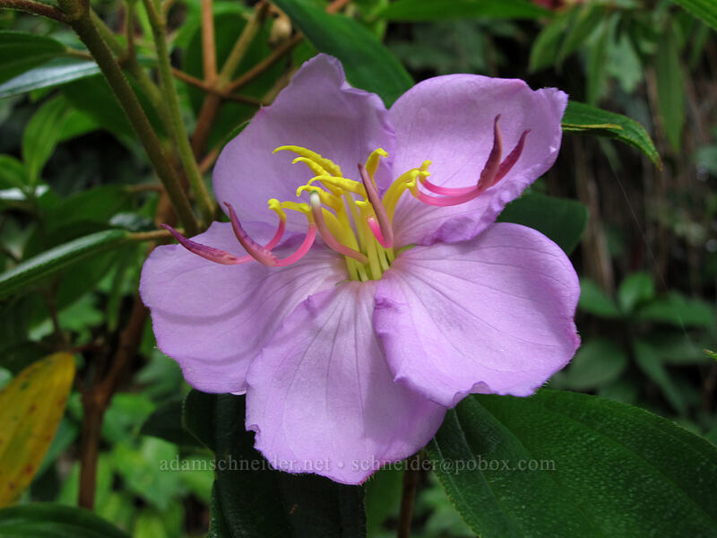 dissotis (Dissotis rotundifolia) ['Akaka Falls State Park, Honomu, Big Island, Hawaii]