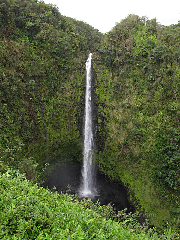 'Akaka Falls ['Akaka Falls State Park, Honomu, Big Island, Hawaii]
