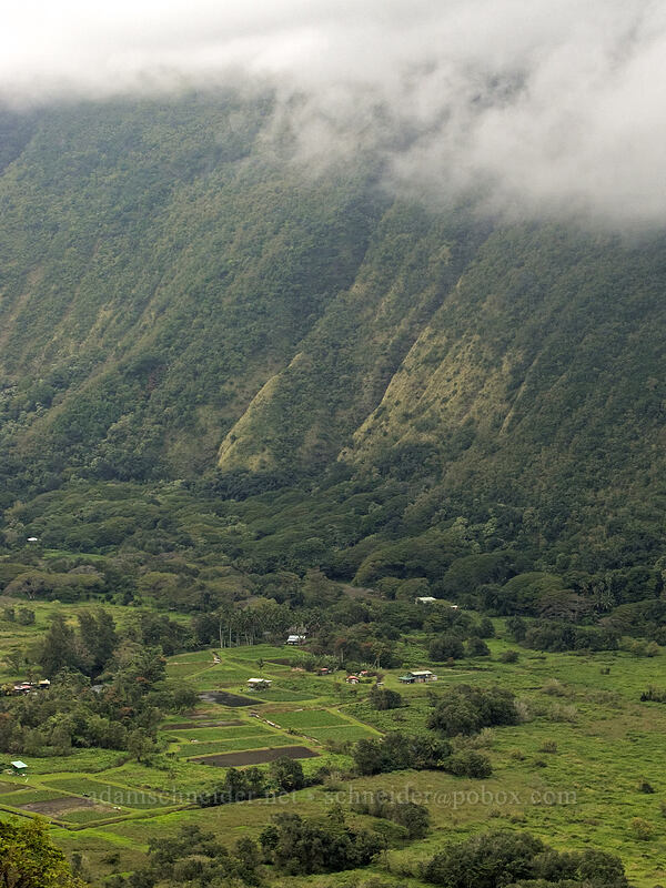 taro fields in Waipi'o Valley [Waipi'o Valley Road, Waipi'o, Big Island, Hawaii]