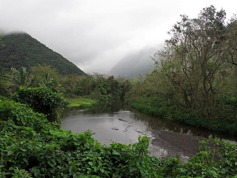 Wailoa Stream [Waipi'o Valley Road, Waipi'o, Big Island, Hawaii]