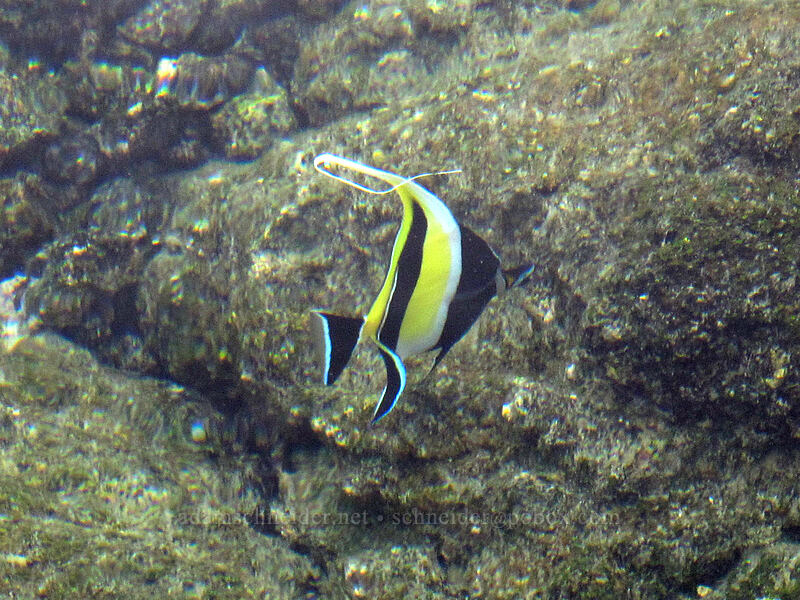 Moorish idol (Zanclus cornutus) [Wai'opae Tidepools, Kapoho, Big Island, Hawaii]