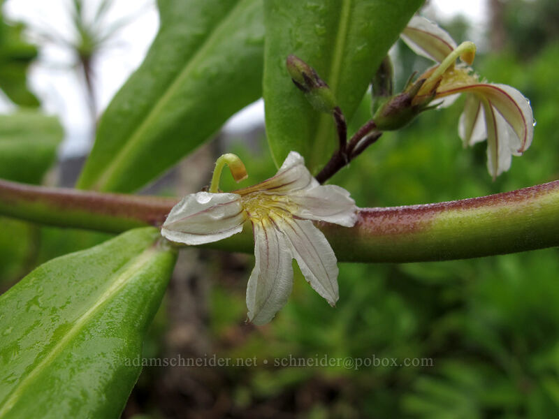 naupaka kahakai flowers (Scaevola taccada) [below Kalapana-Kapoho Road, Puna District, Big Island, Hawaii]