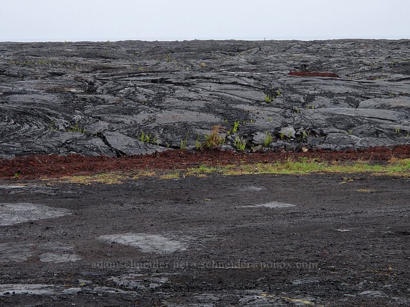 new coastal land [Kaimu Beach Park, Kalapana, Big Island, Hawaii]