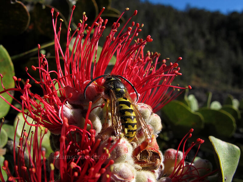 yellowjacket on 'ohi'a lehua flower (Metrosideros polymorpha) [Kilauea Iki Crater, Hawaii Volcanoes National Park, Big Island, Hawaii]