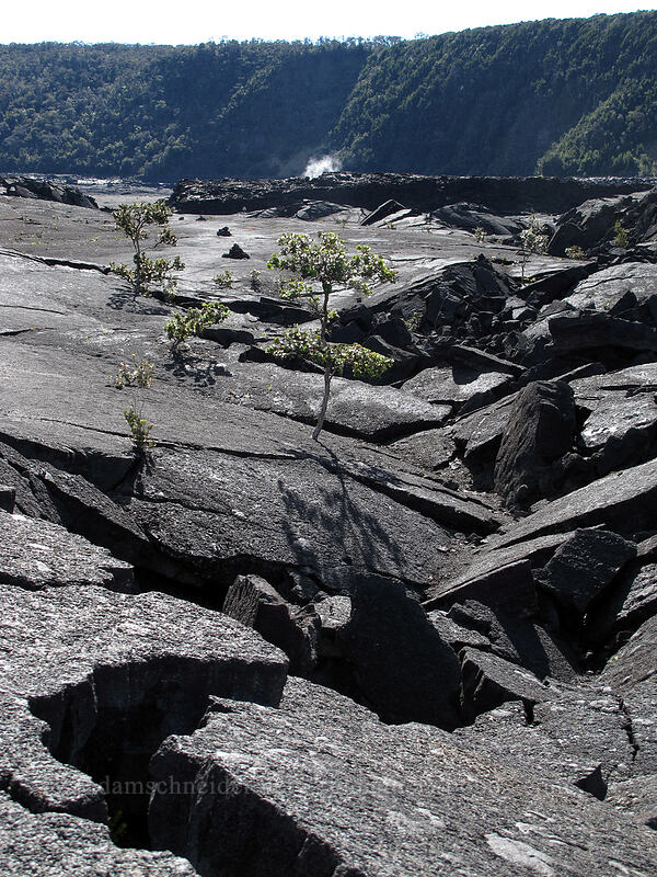broken lava [Kilauea Iki Crater, Hawaii Volcanoes National Park, Big Island, Hawaii]