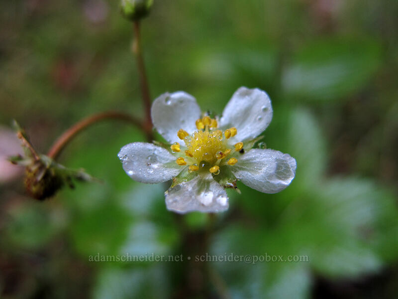 wild strawberry flower (Fragaria vesca) [Kilauea Iki Trail, Hawaii Volcanoes National Park, Big Island, Hawaii]