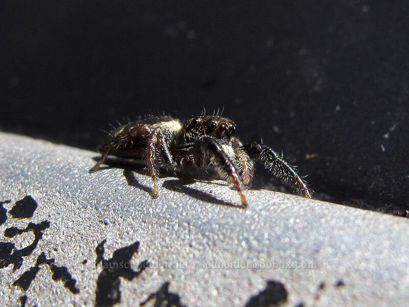 jumping spider [Thurston Lava Tube, Hawaii Volcanoes National Park, Big Island, Hawaii]