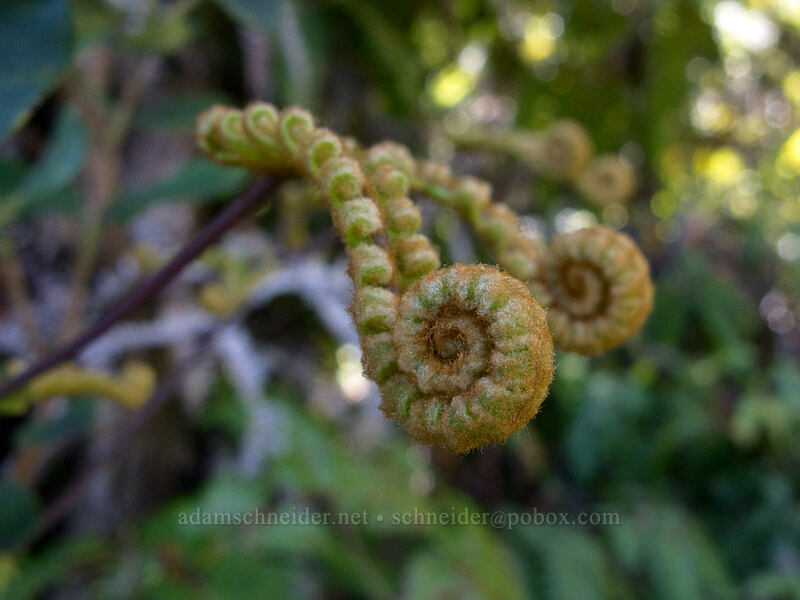 uluhe fern, unfurling (Dicranopteris linearis) [Sulphur Banks Trail, Hawaii Volcanoes National Park, Big Island, Hawaii]