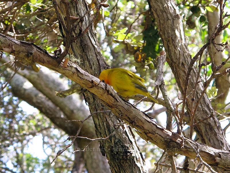 saffron finch (Sicalis flaveola) [Kilauea Visitors Center, Hawaii Volcanoes National Park, Big Island, Hawaii]