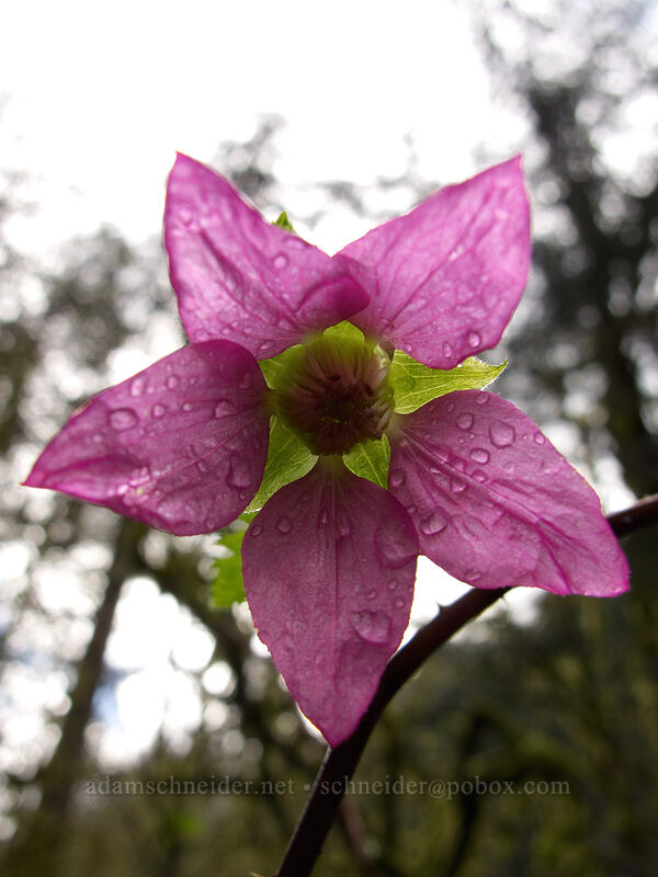 salmonberry flower (Rubus spectabilis) [Eagle Creek Trail, Columbia River Gorge, Hood River County, Oregon]