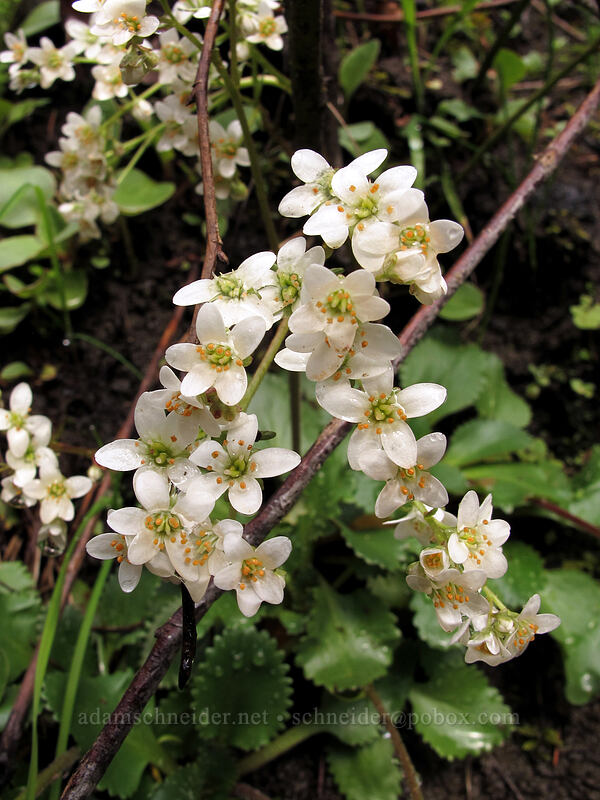 rusty-hair saxifrage (Micranthes rufidula (Saxifraga occidentalis ssp. rufidula)) [Eagle Creek Trail, Columbia River Gorge, Hood River County, Oregon]