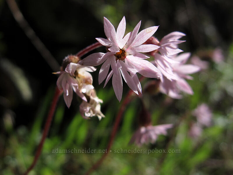 prairie stars (Lithophragma glabrum) [Eagle Creek Trail, Columbia River Gorge, Hood River County, Oregon]