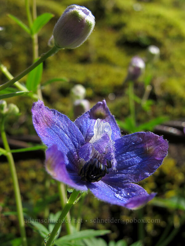 larkspur (Delphinium sp.) [Eagle Creek Trail, Columbia River Gorge, Hood River County, Oregon]