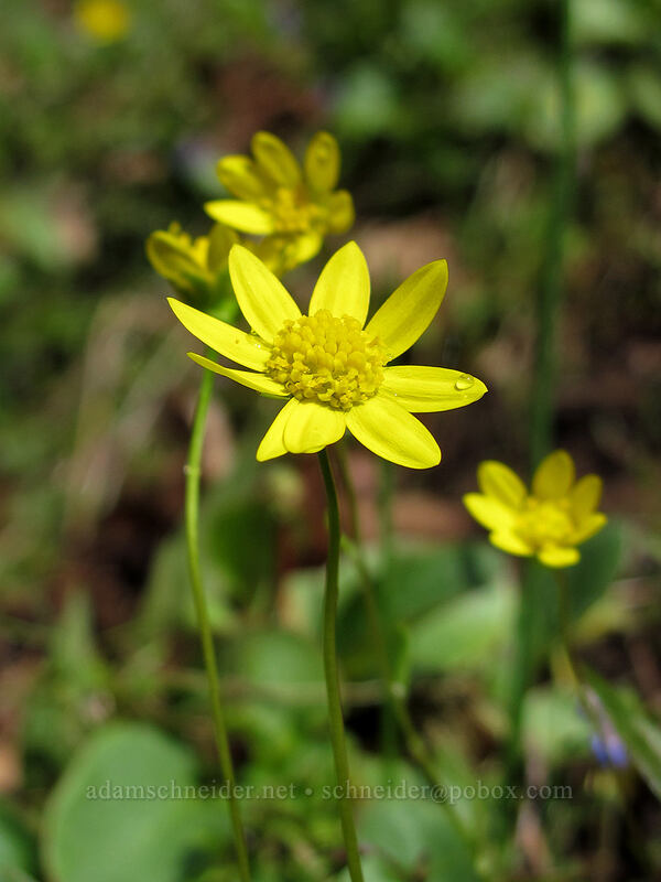 gold stars (Crocidium multicaule) [Eagle Creek Trail, Columbia River Gorge, Hood River County, Oregon]