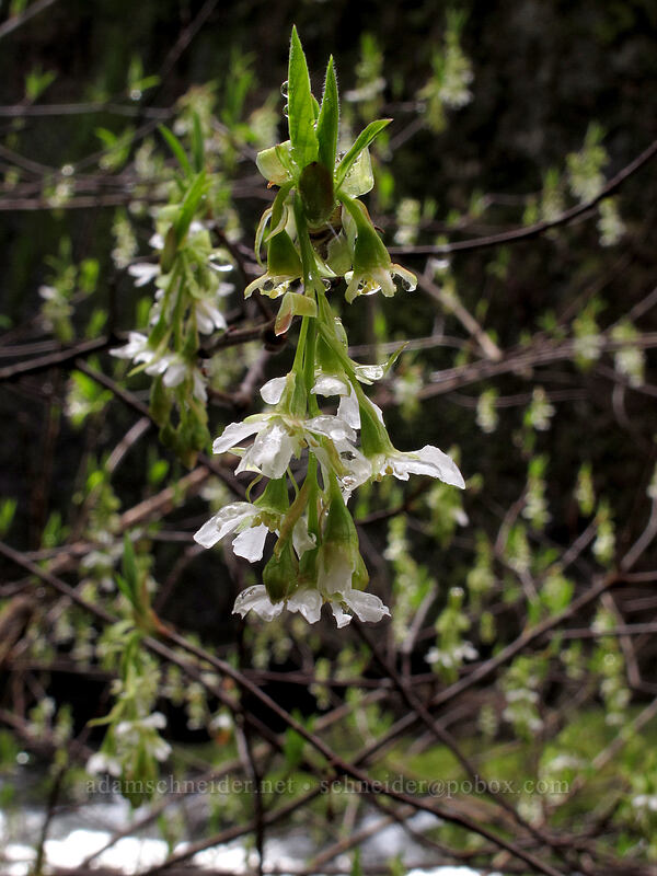 Indian plum (osoberry) flowers (Oemleria cerasiformis) [Eagle Creek Trail, Columbia River Gorge, Hood River County, Oregon]