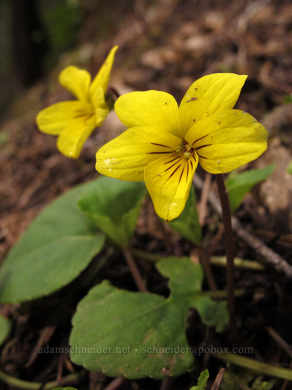evergreen violet (Viola sempervirens) [Eagle Creek Trail, Columbia River Gorge, Hood River County, Oregon]