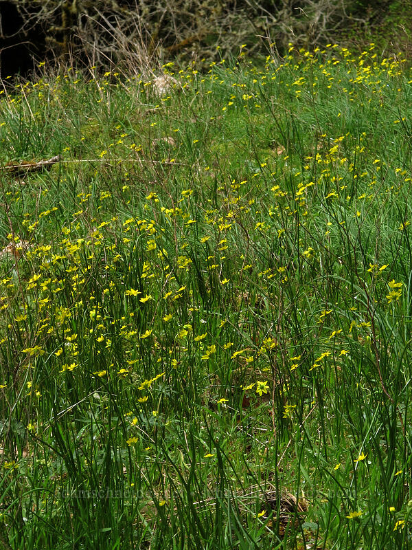 gold stars (Crocidium multicaule) [Eagle Creek Trail, Columbia River Gorge, Hood River County, Oregon]