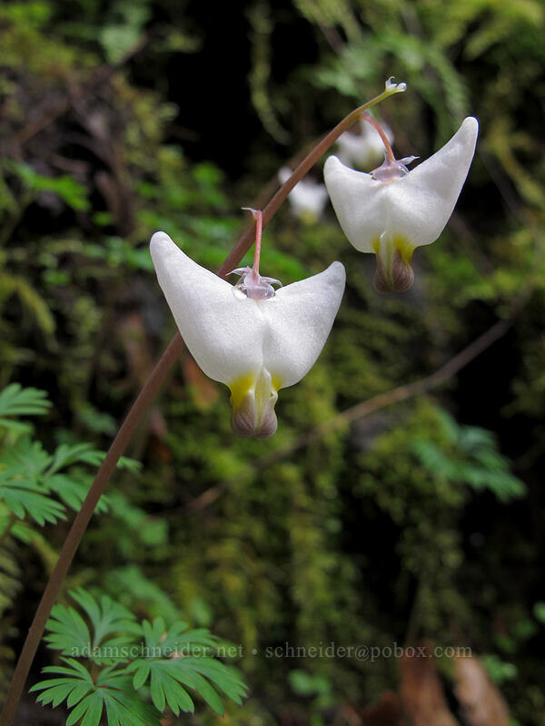 Dutchman's breeches (Dicentra cucullaria var. occidentalis) [Eagle Creek Trail, Columbia River Gorge, Hood River County, Oregon]